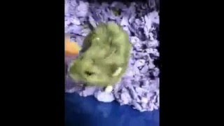 Hamster Karate Kick