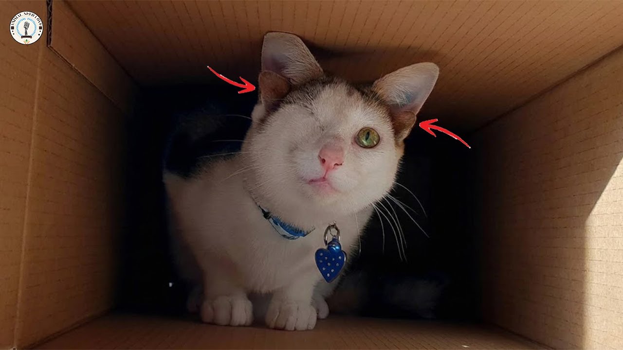 Его отвергли из-за того, что у него было 4 уха и 1 глаз, не понимая, что он ангел.