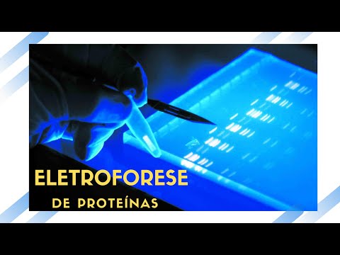 Vídeo: Medição Da Proteína S: Objetivo, Procedimento E Resultados