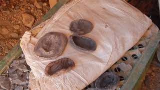 Fake Trilobites.