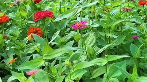 80 - سورة عبس بصوت القارئ عبد الهادي كناكري حفظه الله | اللهم صل وسلم وبارك على نبينا محمد