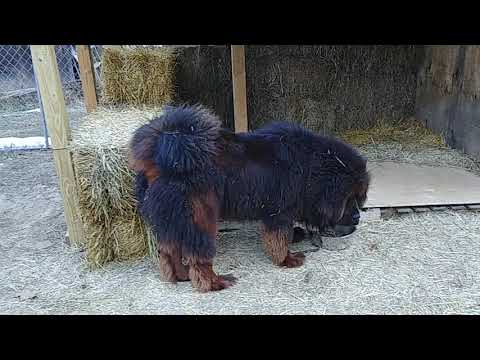 Tibetan Mastiff Diet Chart