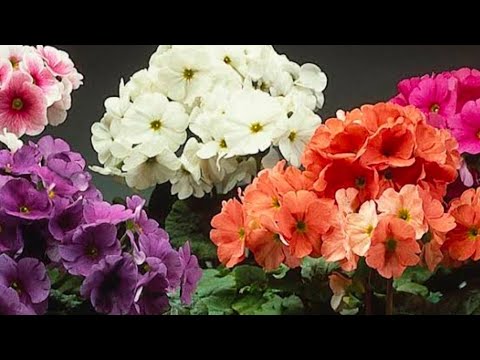 Video: Primula obkonika: description, growing from seeds at home