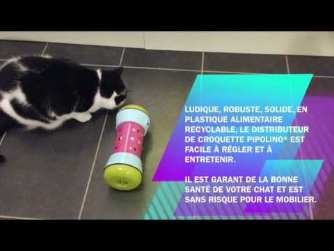 Vidéo: Chat n'utilisant pas de litière? Essayez ces solutions