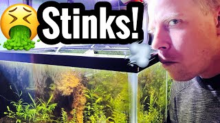 My Aquarium Stinks? Fix that Smelly Fish Tank