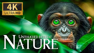 Untouched Retreat Nature 4K 🐾 Dicovery Surviving in the Wild Encounters Predators with Relax Music
