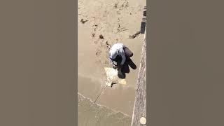 VID WA4
