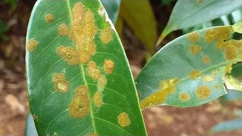 rửa vườn sầu riêng, tẩy rửa rong rêu dùng loại nào  mạnh ? #bvtv #nôngnghiệphay #cafe #saurieng