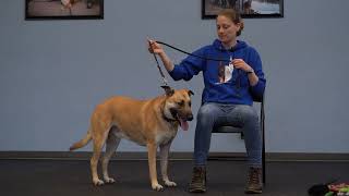 Helping a dog through their flight response can teach them to self sooth.