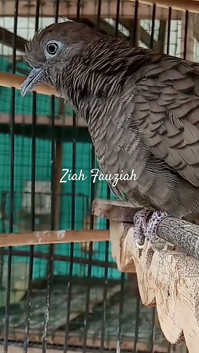Suara Perkutut Cemani Betina #shorts #shortvideo #fypyoutube #fypシ゚ #viralvideo #jangkauanluas