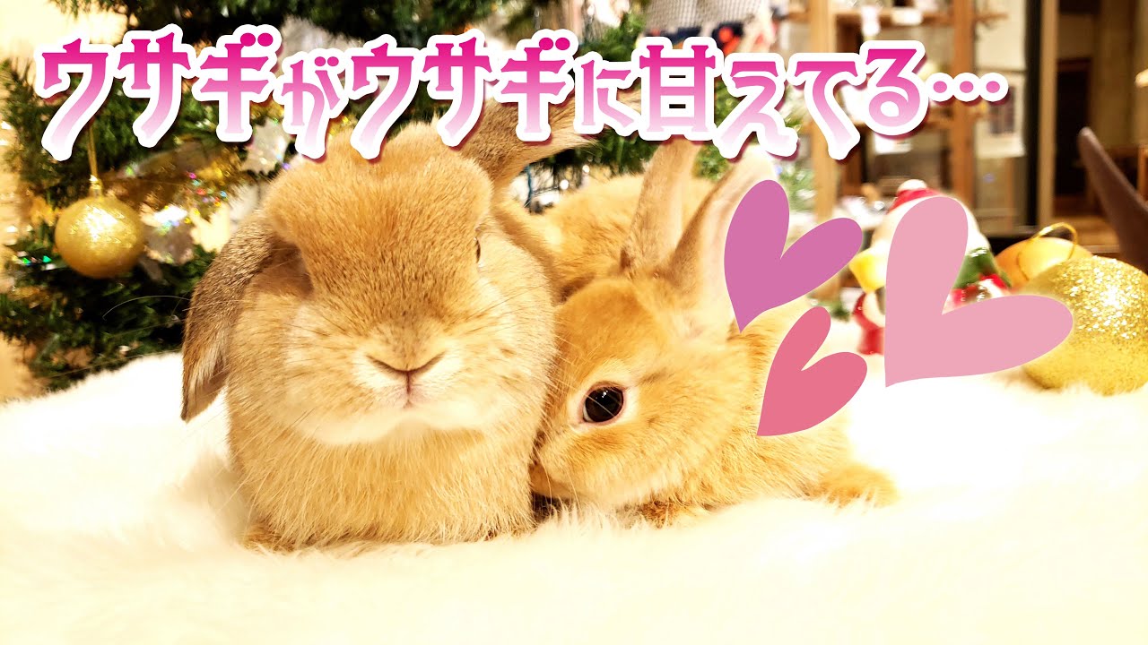 甘え上手なネザーちゃん＆まんざらでもないロップちゃん【うさぎ専門店