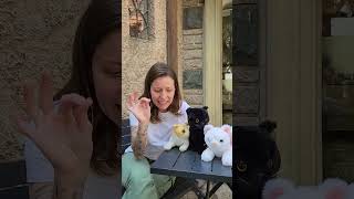 Se você quer acabar com as brigas entre seus gatos, precisa fazer do jeito certo!