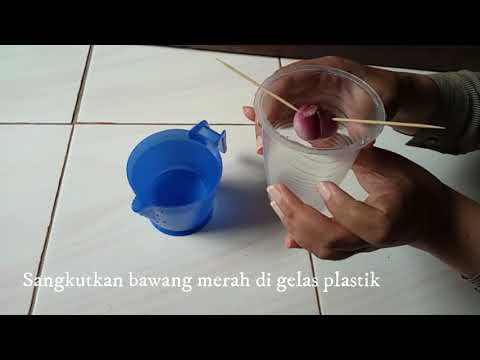 Video: Penanaman Umbi Berhasil – Cara Menanam Umbi Lapis