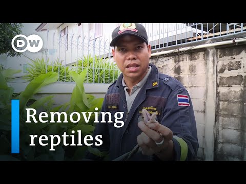 The snake catchers of Bangkok | DW Documentary