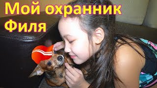 ЧТО УМЕЕТ ТОЙ ТЕРЬЕР ЧТО УМЕЕТ ТОЙ ТЕРЬЕР