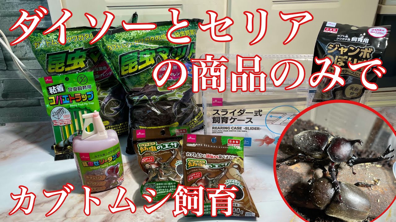 進化したダイソーとセリアの商品のみで カブトムシ飼育してみた Youtube