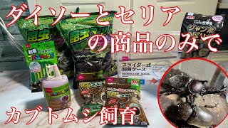 進化したダイソーとセリアの商品のみで、カブトムシ飼育してみた