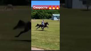 🔥🔥ИНОХОДЕЦ🔥🔥Жоға #compilation #horse #horseriding #war #rek #кокбору #финиш #хочу