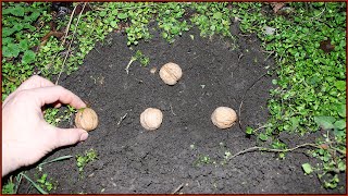 🌳Посадка Грецкого Ореха в зиму, орехом. ОРЕХОВАЯ РОЩА своими руками🌳