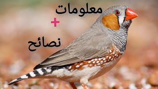 طائر الزيبرا 🐦 نصائح +معلومات