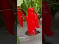 Incredible Chili Pepper Farm Harvest | Relaxing Gardening & Vegetable Growing ASMR! #shorts