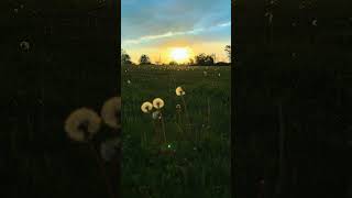 ASMR Relaxing view and birds