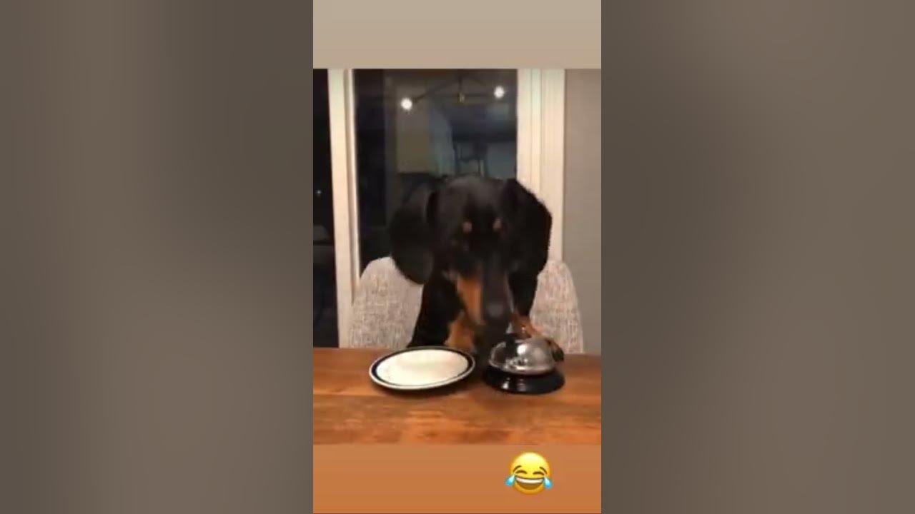 Dog rings bell for treats YouTube