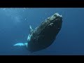 🐋 Baleines - Ile de la Réunion - 2023 année exceptionnelle ! 🐳