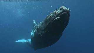 🐋 Baleines - Ile de la Réunion - 2023 année exceptionnelle ! 🐳