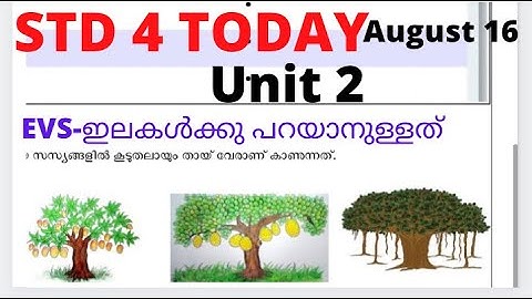 CLASS 4 TODAY WORKSHEET EVS AUGUST 16/4th STD today evs worksheet august 16