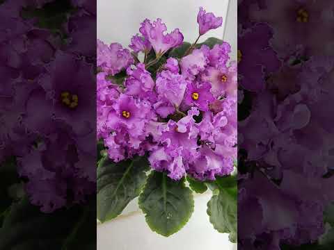 Фиалка НК-Императорский Сад