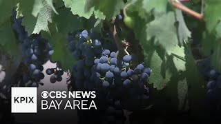 Pickett Fire has potentially caused $65M in damage to Napa wine industry