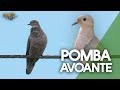 Pomba de Bando, Avoante Cantando Gravado ao Vivo (Zenaida auriculata)