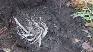 видео: Получили посылку от Пулков Сада.Сажаем пион Флаинг Пинк Соусер под зиму.2024. картинка: Получили посылку от Пулков Сада.Сажаем пион Флаинг Пинк Соусер под зиму.2024.