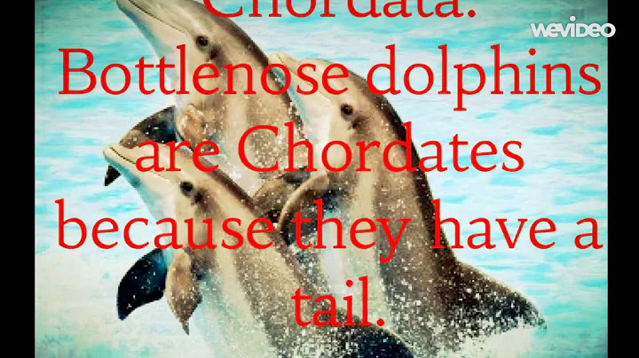 Bottlenose Dolphins - Julia Vitale