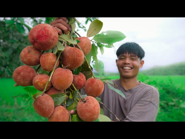 [Story 127] Picking MABOLO fruit before they fall on the ground | Making fruit shake and more! class=