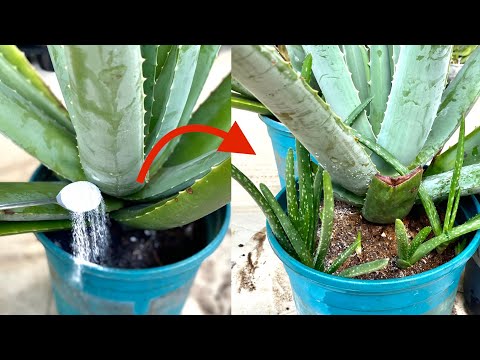 Video: Làm thế nào để cây vân sam trắng phát triển nhanh chóng?