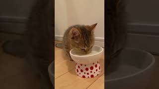 Mik Cucu Dulu Ygy shorts fyp