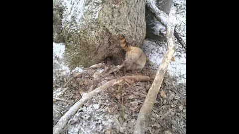 Kentucky Trapping Season 2013-2014