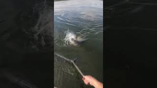 #fishing#рыбалка2025#трофейная щука