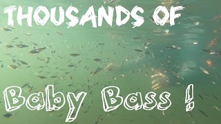 Thousands of Baby Bass in Westwood Lake!