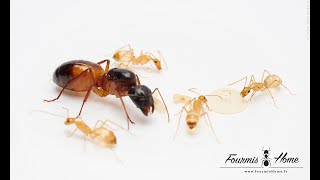 Camponotus sanctus Yellow