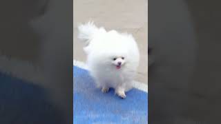 Darting around like a fluffy little cloud.#petsoftiktok #dogsoftiktok #cuteness #dog #funny