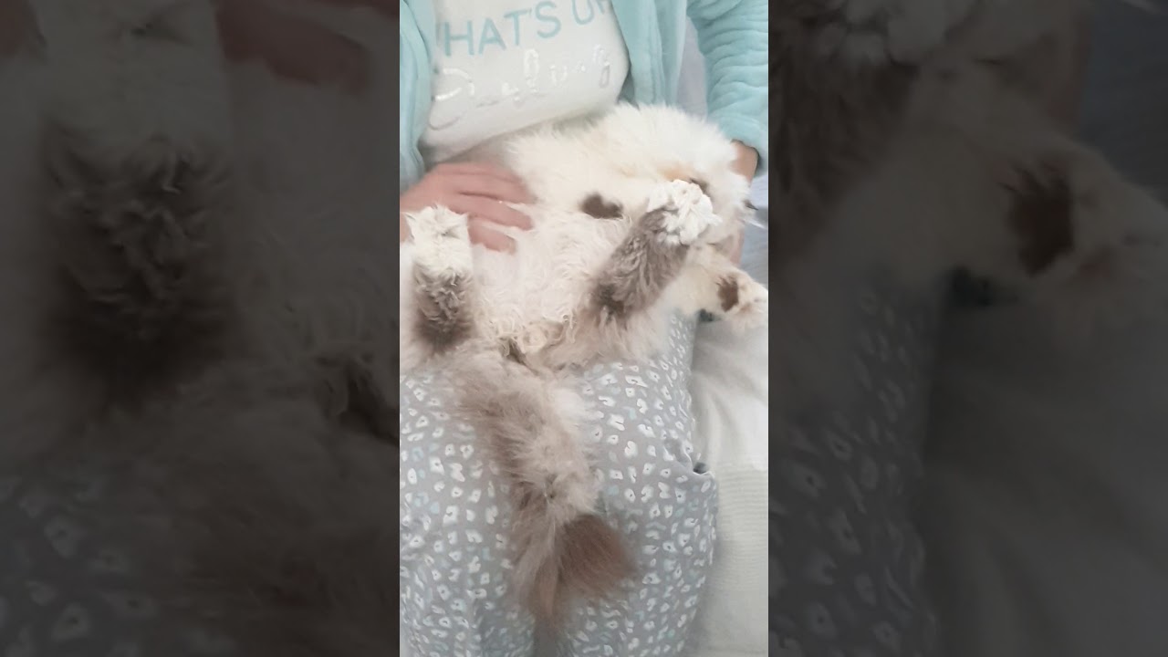 L'entretien du persan --- conseils  matériel et technique