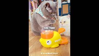 Cat Use Treat Toy, But Gets Stolen By The Other Cat