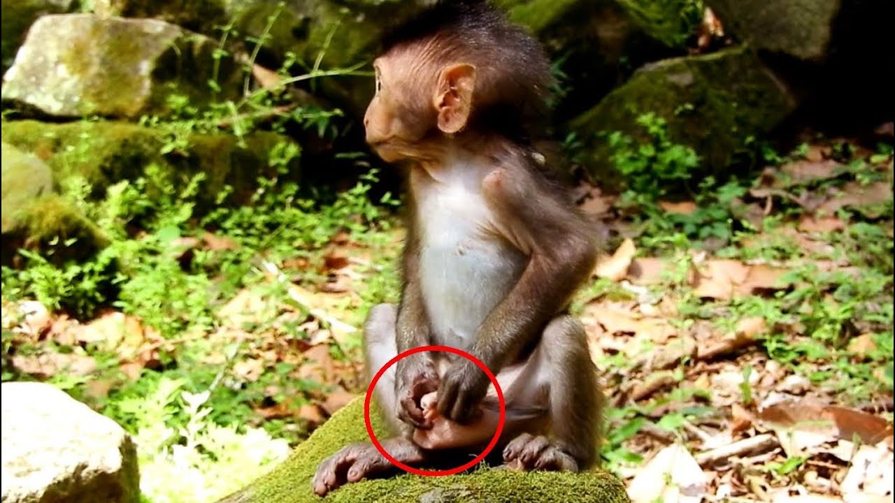 first foundry Pity A Little Baby Timo Is Bitten By Ants When he Sits On It/ It is Itchy Ants