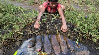 Amazing Mud Fishing Video! Find And Catch Snakehead Fish And Catfish
