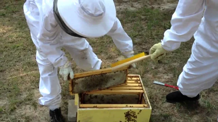 Honey Harvesting