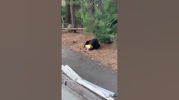 Neighborhood black bear snack break- Incline Village - Lake Tahoe #wildlifeencounters #mountainlife
