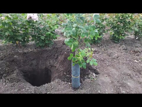 Посадка роз с